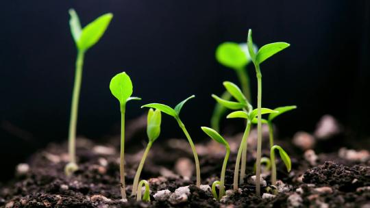 树苗发芽生长成长植物视频素材