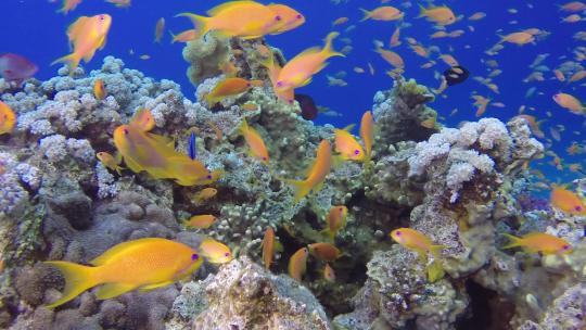 美丽的水下彩色热带鱼类