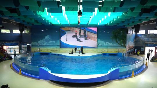 6779 海洋馆 海豚视频素材模板下载