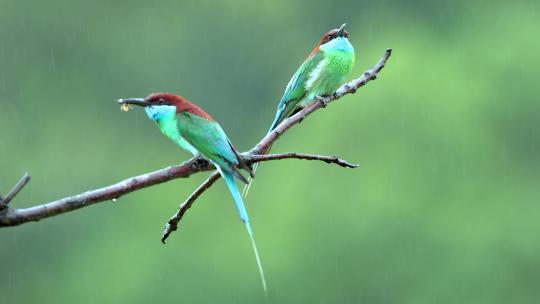 蓝喉蜂虎是中国最美丽的小鸟视频素材模板下载