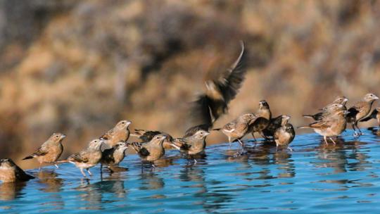 一群浅黄色百灵鸟在湖面喝水捕食延时