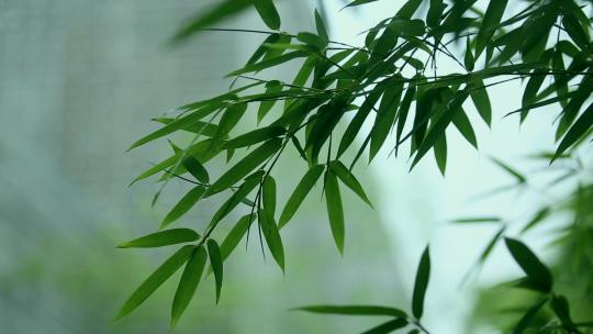 清新写意的竹叶