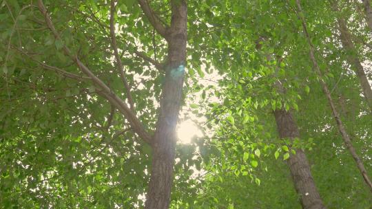 林间 树叶 唯美光线 绿色 春天 白杨树 树木视频素材模板下载