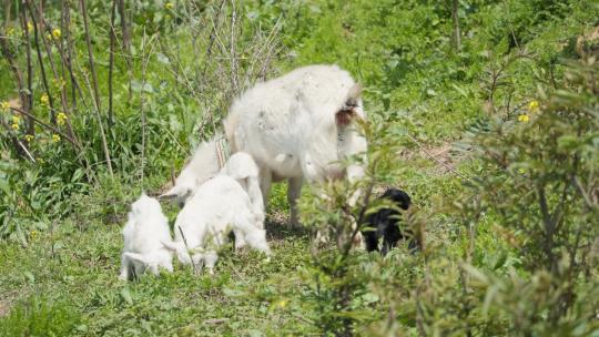 春天山羊妈妈带四只小羊羔吃草