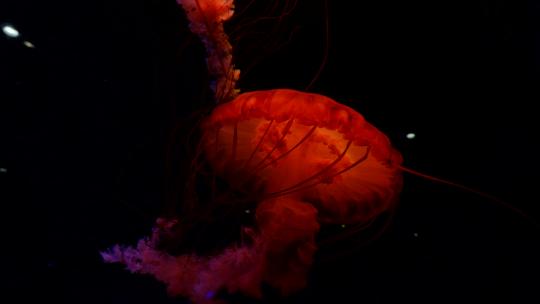 水母 海底世界 海洋馆 水族馆