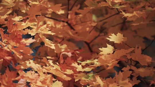 秋天树叶飘落枫树枫叶视频素材模板下载
