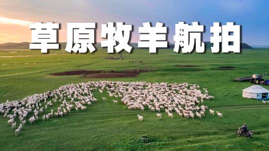 草原羊群4K航拍