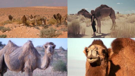 【合集】沙漠中的骆驼