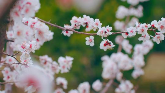 春天国风意境桃花含苞待放-实拍
