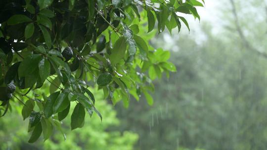 雨天的树林 下雨天