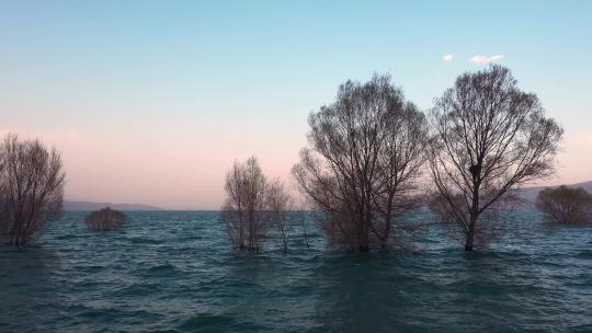 生长在湖里的树、蓝色的湖水