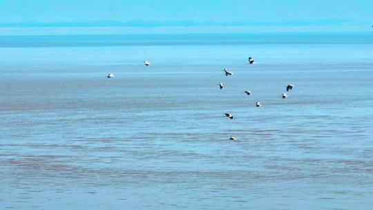 鸟群在江面上飞行的各类航拍角度