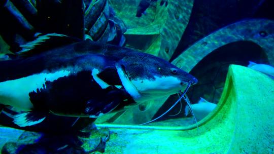 海洋馆水族馆海底世界海鱼