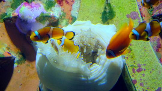 海洋馆水族馆海底世界小丑鱼视频素材模板下载