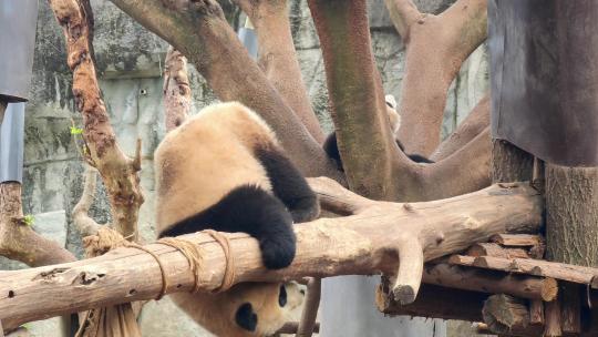 成都大熊猫繁育研究基地玩耍嬉戏的大熊猫