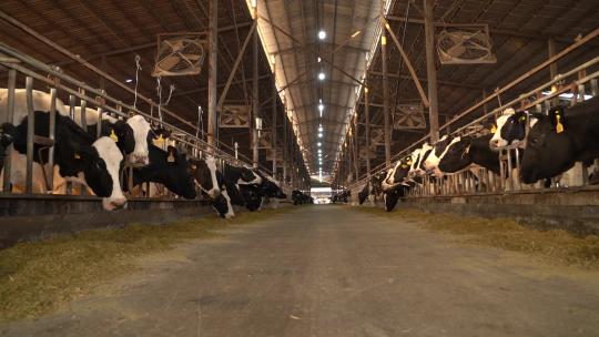 奶牛 小奶牛 奶牛场 奶牛养殖 (83)