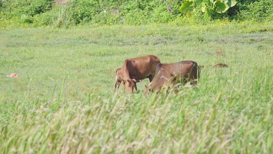 海南黄牛在农场悠闲地吃草视频素材模板下载