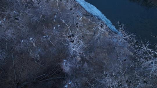 湿地河流残冰候鸟苍鹭视频素材模板下载
