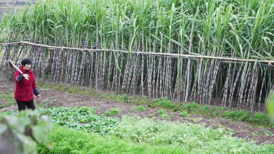 农妇扛着锄头走在甘蔗地