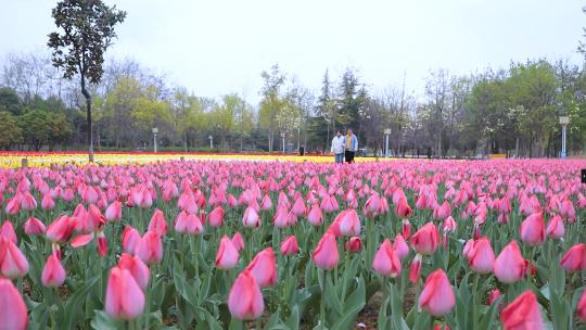 郁金香花展游客赏花-1