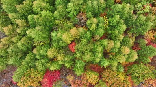 4K超清秋天色彩本溪枫叶自然风光颜色视频素材模板下载