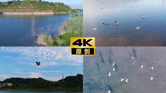 生态河流水鸟白鹭飞湿地公园