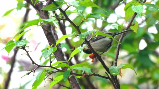 春天雨中麻雀鸟吃食雏鸟
