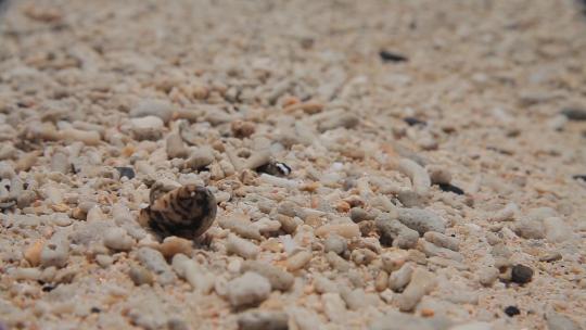 沙滩上爬行的寄居蟹
