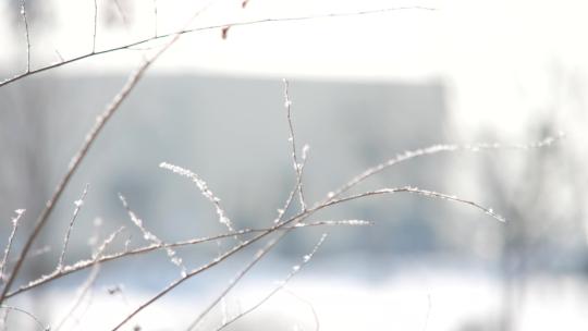 雪后树枝上晶莹剔透雪花视频素材模板下载