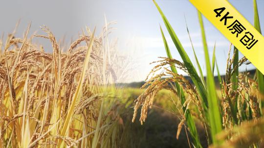 夏季与秋季秋收的东北水稻合集视频素材模板下载