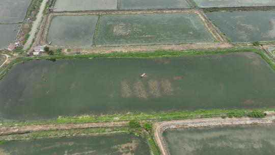 航拍武汉荆州小龙虾养殖基地