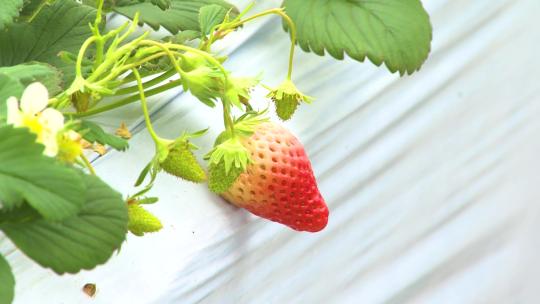 0055 水果种植 草莓草莓种植
