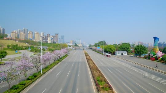 道路 街道两旁紫荆花盛开