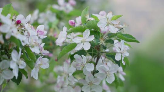春暖花开小蜜蜂在梨树花瓣上采蜜