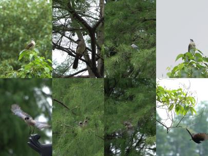 春天夏天惊蛰小鸟自然森林树林鸟儿飞翔合集