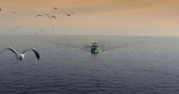 海鸥飞翔大海渔船出海捕鱼