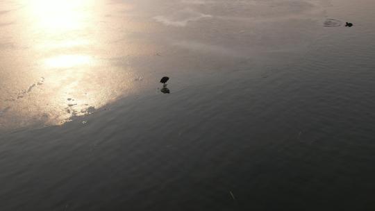 山东济南华山湖湿地秋冬候鸟航拍