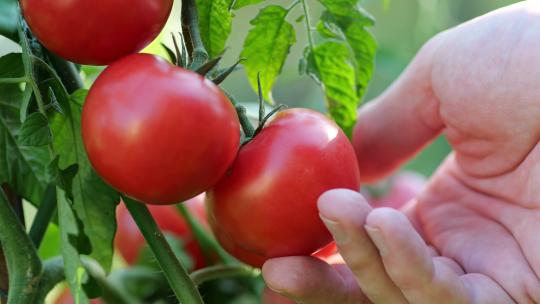 农民检查熟透的红色有机西红柿番茄
