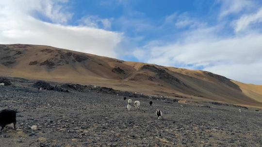 西藏那曲当惹雍措湖畔牧场人家羊群风光