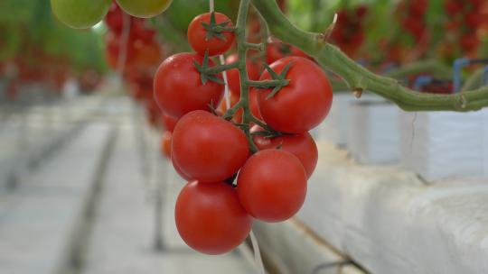 现代化设施大棚西红柿番茄