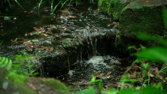 杭州虎跑下雨天绿色树林里的小溪流水声