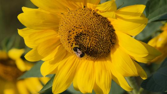 蜜蜂采集花蜜的特写