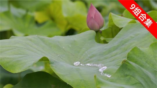 莲韵水趣：风摆荷叶，雨水嘀嗒，金鱼戏珠