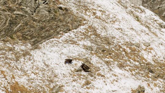 羚羊沿着陡峭多雪的山坡行走