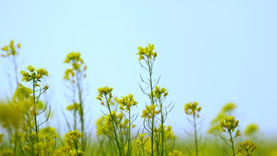 4K晴朗的天空下绽放盛开的油菜花田