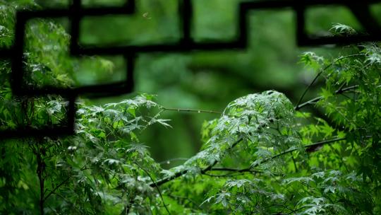 杭州虎跑下雨天亭子边的绿色枫树叶微吹动