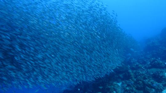 海底鱼群 杰克风暴