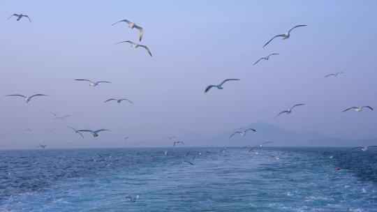 船尾浪花 船尾海鸥 船尾浪