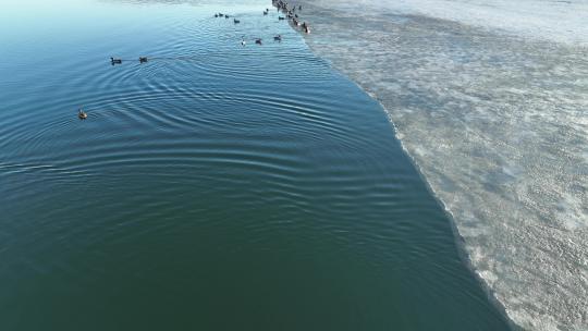 春天候鸟归来湖水中冰岸上的野鸭子绿头鸭