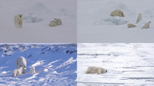 【合集】北极熊 北极熊幼崽 北极 冰川视频素材模板下载